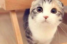 折耳猫娱乐吃瓜,揭秘娱乐圈吃瓜背后的真相与趣味